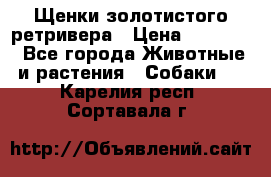 Щенки золотистого ретривера › Цена ­ 15 000 - Все города Животные и растения » Собаки   . Карелия респ.,Сортавала г.